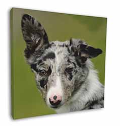 Blue Merle Border Collie Dog 12"x12" Canvas Wall Art Picture Print