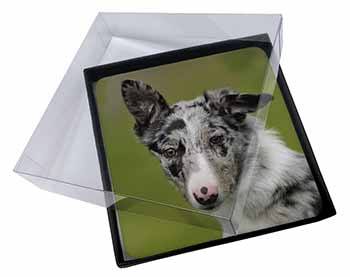 4x Blue Merle Border Collie Dog Picture Table Coasters Set in Gift Box