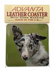 Blue Merle Border Collie Dog Single Leather Photo Coaster