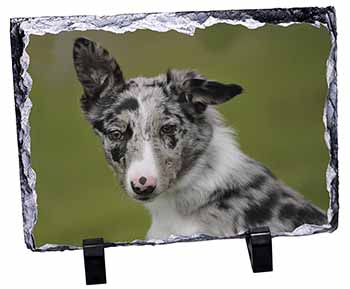 Blue Merle Border Collie Dog, Stunning Photo Slate
