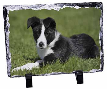 Border Collie Dog, Stunning Photo Slate