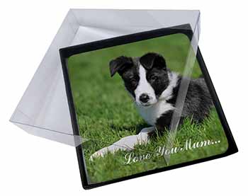 4x Border Collie Dog 