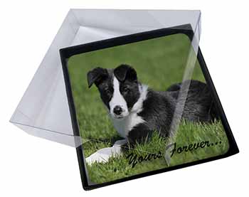 4x Border Collie Dog "Yours Forever..." Picture Table Coasters Set in Gift Box