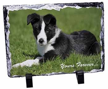 Border Collie Dog "Yours Forever...", Stunning Photo Slate