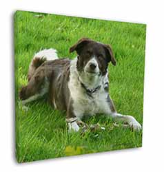 Liver and white Border Collie Dog Square Canvas 12"x12" Wall Art Picture Print