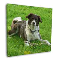 Liver and white Border Collie Dog Square Canvas 12"x12" Wall Art Picture Print