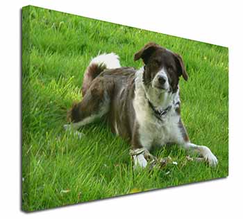 Liver and white Border Collie Dog Canvas X-Large 30"x20" Wall Art Print