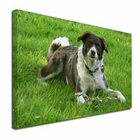 Liver and white Border Collie Dog Canvas X-Large 30"x20" Wall Art Print
