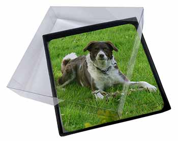 4x Liver and white Border Collie Dog Picture Table Coasters Set in Gift Box