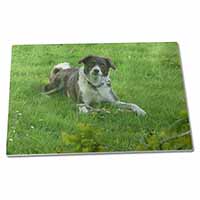 Large Glass Cutting Chopping Board Liver and white Border Collie Dog