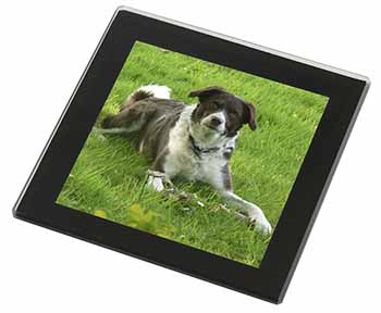 Liver and white Border Collie Dog Black Rim High Quality Glass Coaster