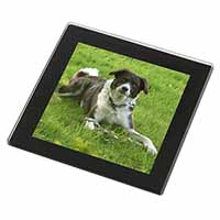 Liver and white Border Collie Dog Black Rim High Quality Glass Coaster