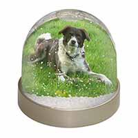 Liver and white Border Collie Dog Snow Globe Photo Waterball