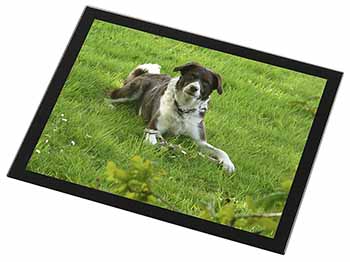 Liver and white Border Collie Dog Black Rim High Quality Glass Placemat
