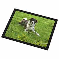 Liver and white Border Collie Dog Black Rim High Quality Glass Placemat