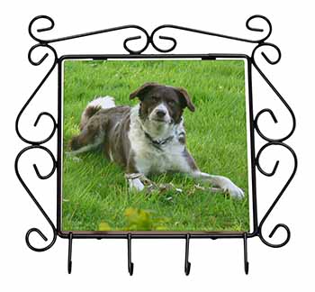 Liver and white Border Collie Dog Wrought Iron Key Holder Hooks