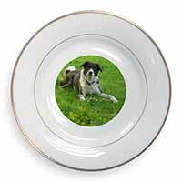 Liver and white Border Collie Dog Gold Rim Plate Printed Full Colour in Gift Box