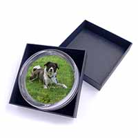 Liver and white Border Collie Dog Glass Paperweight in Gift Box