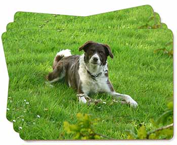 Liver and white Border Collie Dog Picture Placemats in Gift Box