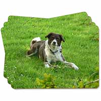 Liver and white Border Collie Dog Picture Placemats in Gift Box