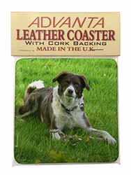 Liver and white Border Collie Dog Single Leather Photo Coaster