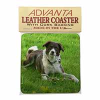 Liver and white Border Collie Dog Single Leather Photo Coaster