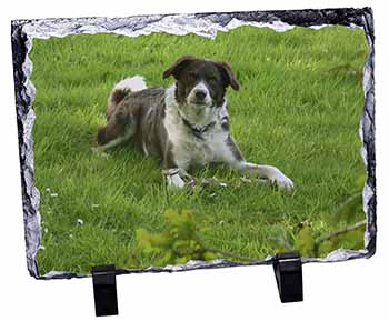 Liver and white Border Collie Dog, Stunning Photo Slate