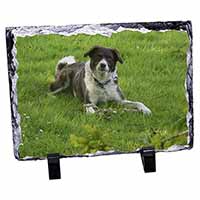Liver and white Border Collie Dog, Stunning Photo Slate