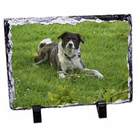 Liver and white Border Collie Dog, Stunning Photo Slate