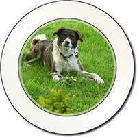Liver and white Border Collie Dog Car or Van Permit Holder/Tax Disc Holder