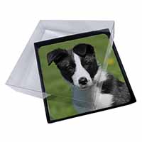 4x Border Collie Puppy Picture Table Coasters Set in Gift Box