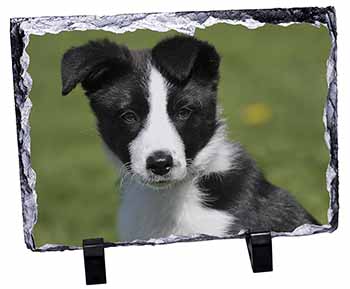 Border Collie Puppy, Stunning Photo Slate