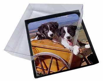 4x Border Collie Puppies Picture Table Coasters Set in Gift Box