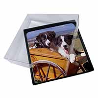 4x Border Collie Puppies Picture Table Coasters Set in Gift Box