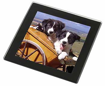Border Collie Puppies Black Rim High Quality Glass Coaster