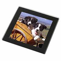 Border Collie Puppies Black Rim High Quality Glass Coaster