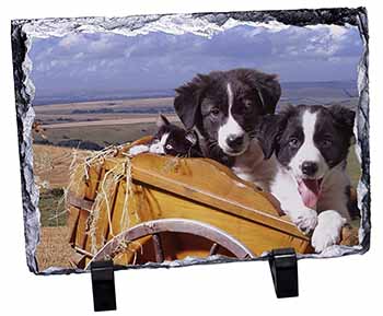 Border Collie Puppies, Stunning Photo Slate