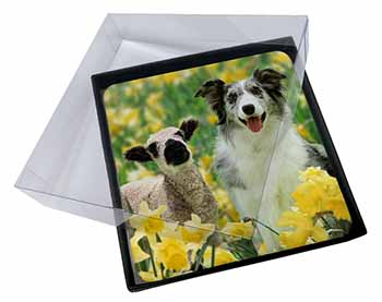 4x Border Collie Dog and Lamb Picture Table Coasters Set in Gift Box