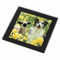 Border Collie Dog and Lamb Black Rim High Quality Glass Coaster