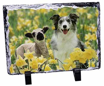 Border Collie Dog and Lamb, Stunning Photo Slate