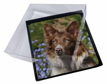 4x Red Border Collie Dog Picture Table Coasters Set in Gift Box