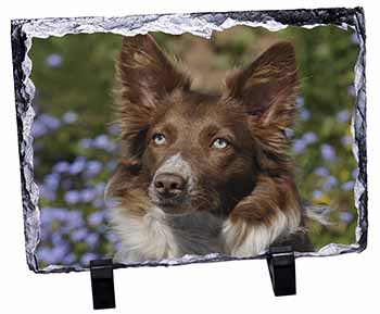 Red Border Collie Dog, Stunning Photo Slate