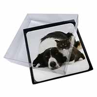 4x Border Collie and Kitten Picture Table Coasters Set in Gift Box