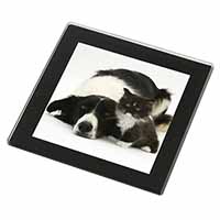 Border Collie and Kitten Black Rim High Quality Glass Coaster