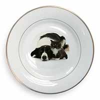 Border Collie and Kitten Gold Rim Plate Printed Full Colour in Gift Box