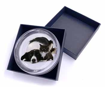 Border Collie and Kitten Glass Paperweight in Gift Box