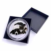 Border Collie and Kitten Glass Paperweight in Gift Box