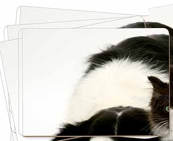 Border Collie and Kitten Picture Placemats in Gift Box