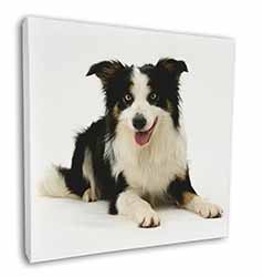 Tri-Colour Border Collie Dog Square Canvas 12"x12" Wall Art Picture Print