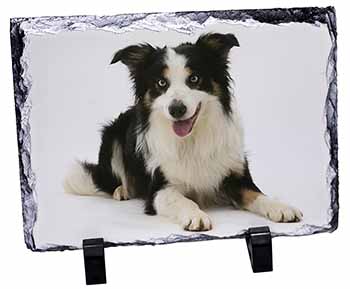 Tri-Colour Border Collie Dog, Stunning Photo Slate